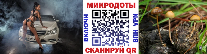 Галлюциногенные грибы Psilocybe  Новое Девяткино 